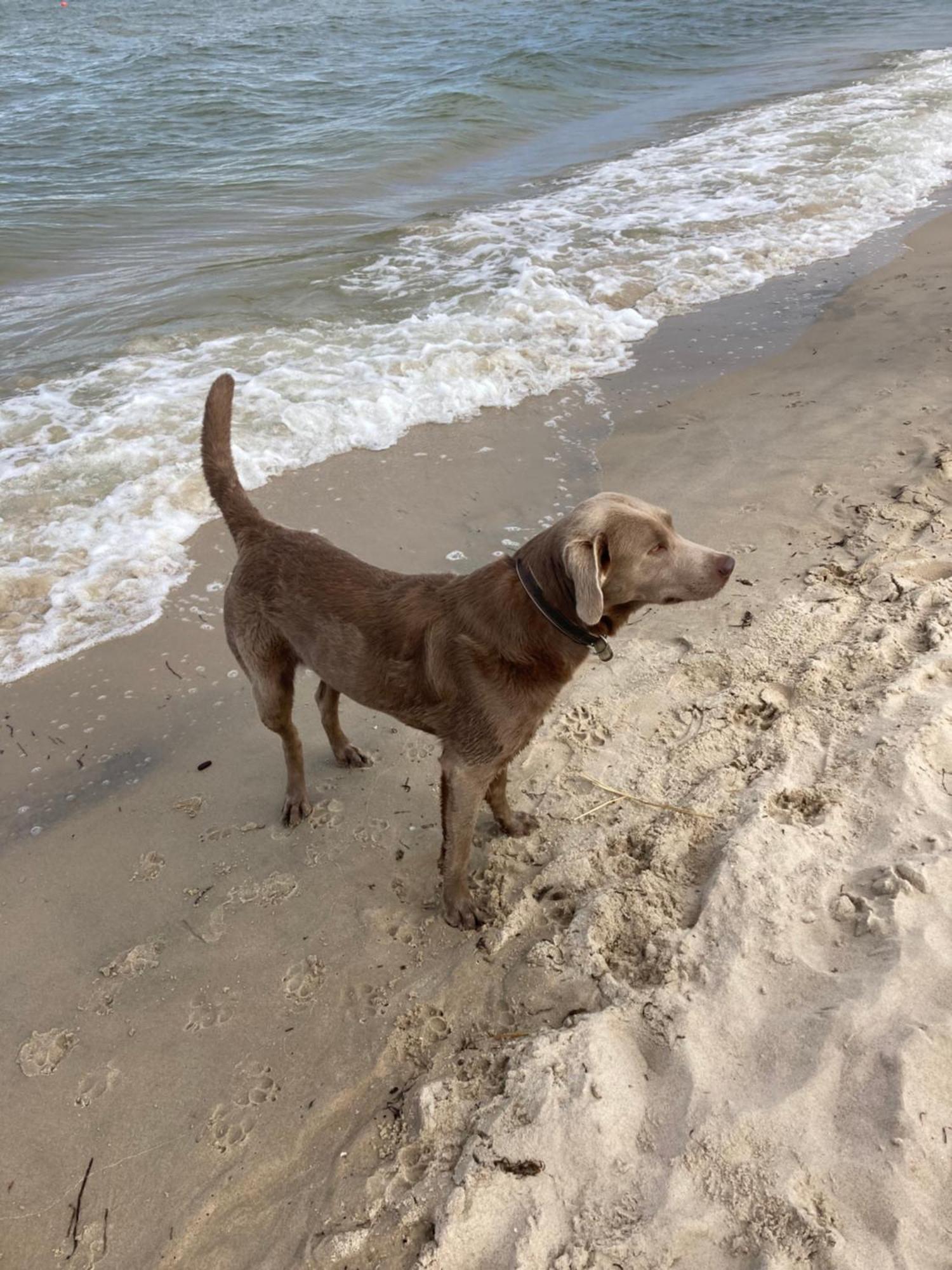 Reet Am Strand Mit Hund Karlshagen ภายนอก รูปภาพ
