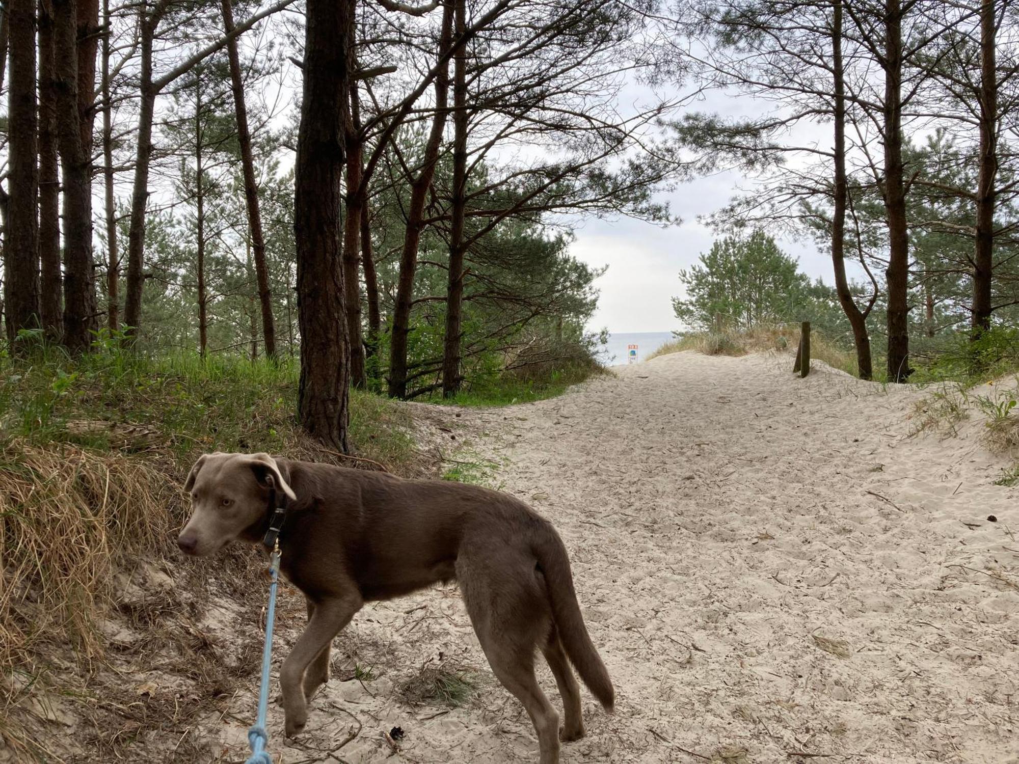 Reet Am Strand Mit Hund Karlshagen ภายนอก รูปภาพ