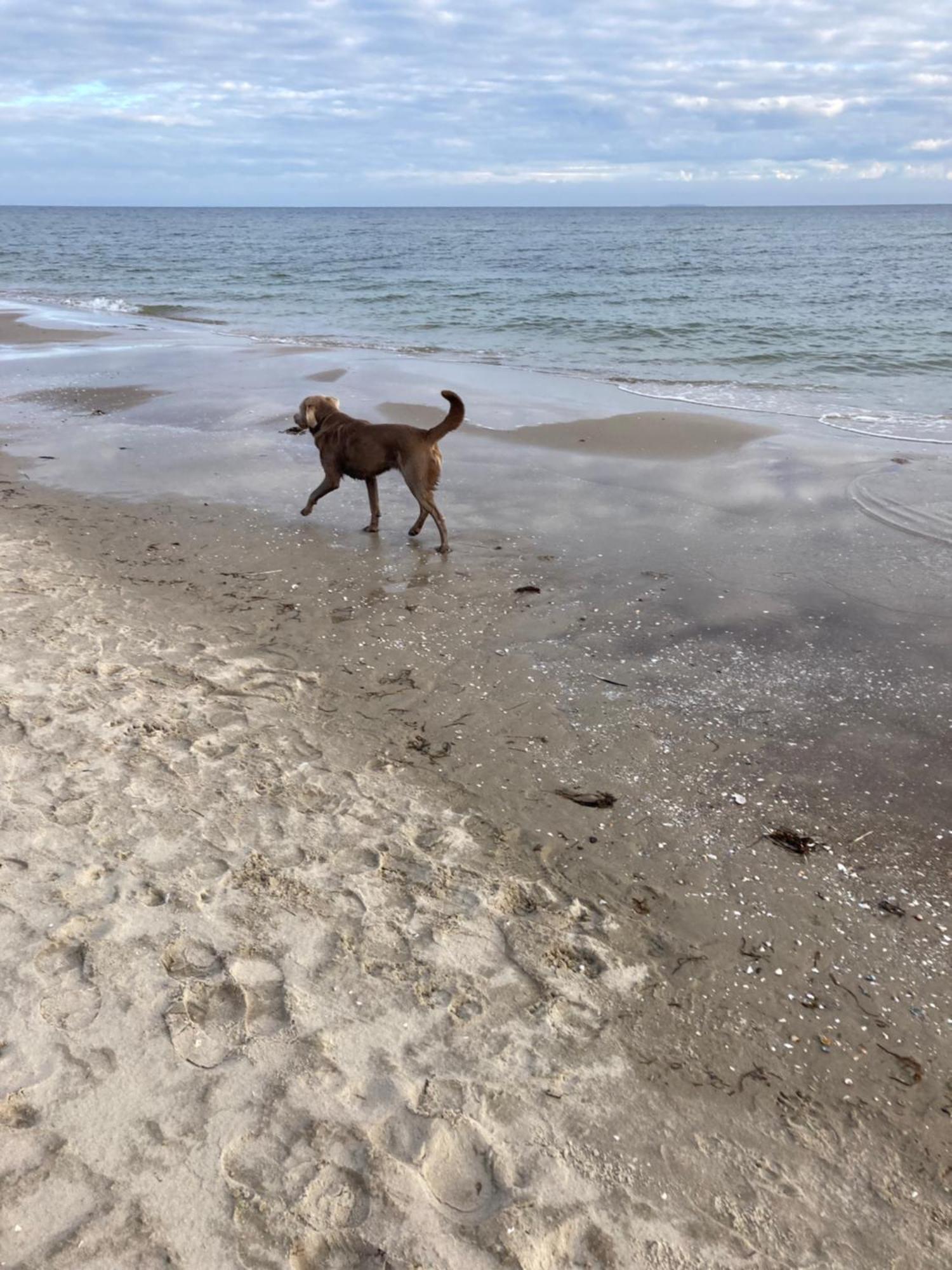 Reet Am Strand Mit Hund Karlshagen ภายนอก รูปภาพ