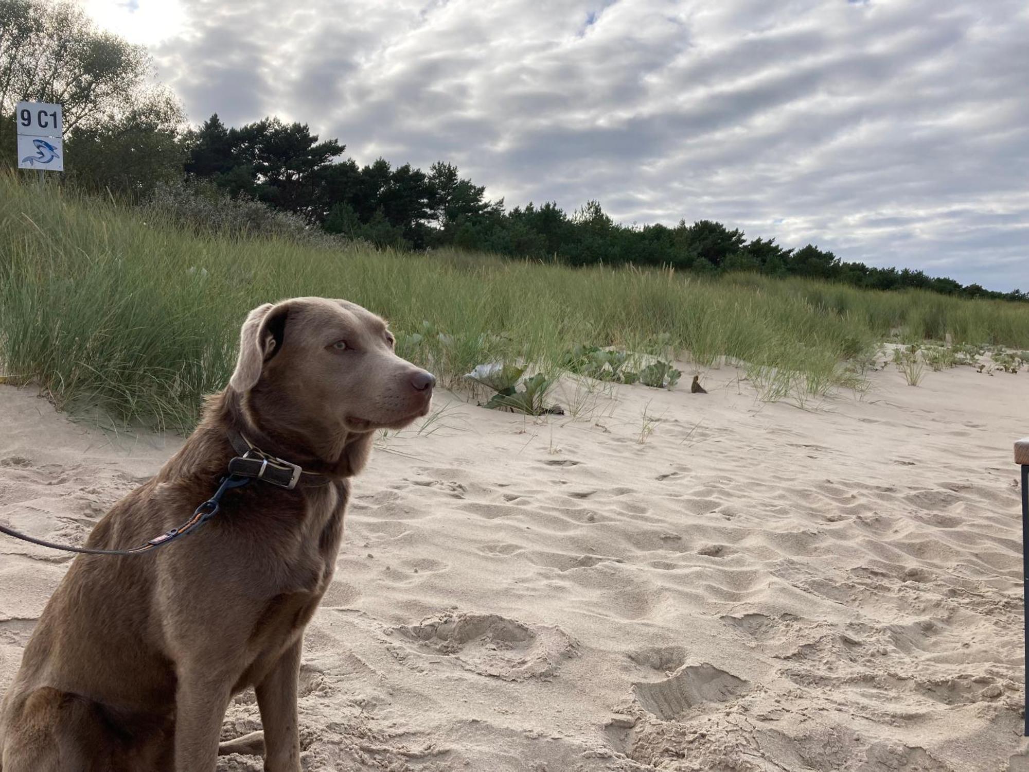 Reet Am Strand Mit Hund Karlshagen ภายนอก รูปภาพ