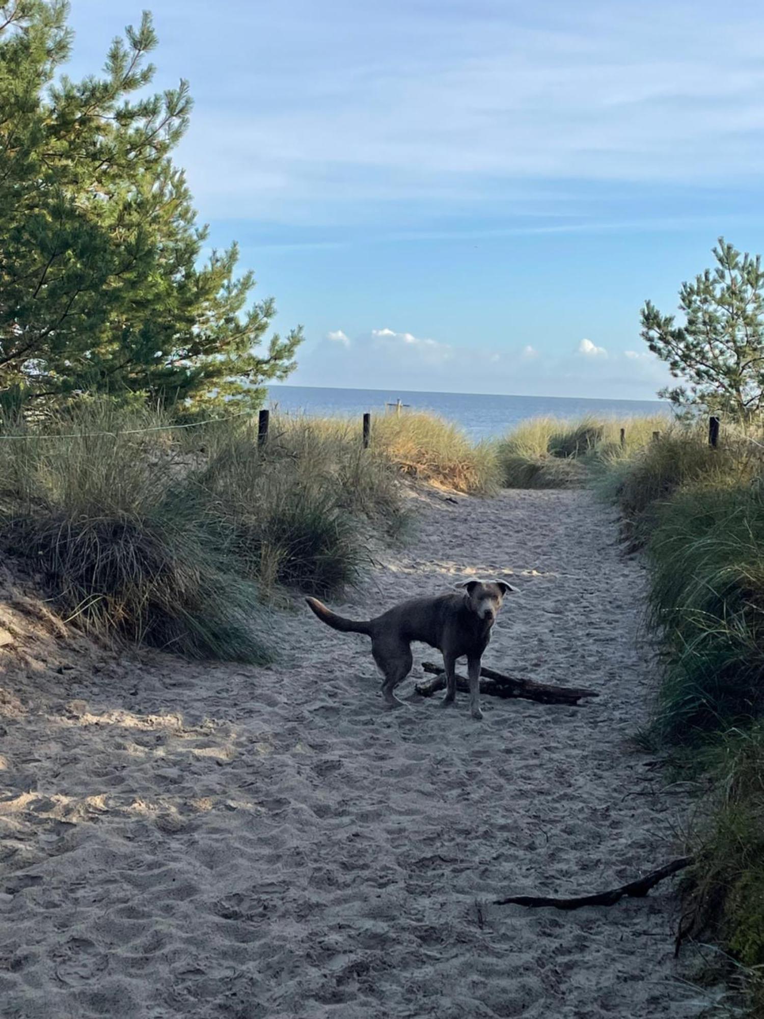 Reet Am Strand Mit Hund Karlshagen ภายนอก รูปภาพ